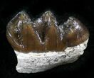 Oligocene Horse (Mesohippus) Teeth #25119-1